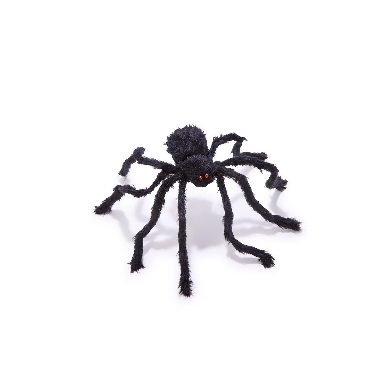 Furry Tarantula